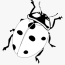 transparent firefly insect png