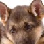 8 week old german shepherd dog facts