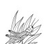 coloring page grasshoppers grasshopper 20
