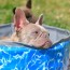 dog swimming pool ideas inthralld com