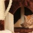 11 diy cat caves tunnels with
