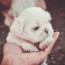 9 places to find maltese puppies for