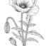 flowers drawings california poppy