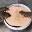 a simple but efficient rat trap canvids