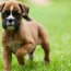 how much to feed a boxer puppy 4 week