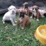 boxer puppies in bloemfontein dogs