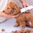 how to groom a poodle puppy a complete