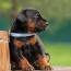 1 doberman puppies for sale in