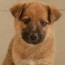 dogs for adoption at k9 friends in