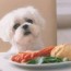 homemade puppy food recipes vet