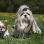 do all shih tzu have long hair yes and no