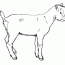 goat pictures for kids coloring home