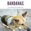 collar dog bandana tutorial