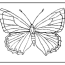 drawing butterfly 15663 animals