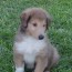 collie puppies for sale in florida