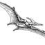pterodactyl pteranodon coloring page