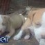 pitbull puppies for sale at kollam