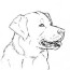labrador coloring pages to download and
