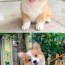 their corgis being funny and adorable
