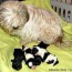 shih tzu pregnancy what you can expect