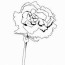carnation coloring pages coloring cool