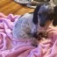 dachshund puppies for sale akron oh