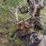 diy archery elk hunting