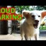 estonian hound puppy bark loudly