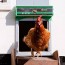 automatic chicken coop door what to
