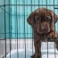 how long can you leave a lab in a crate