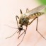 receitas caseiras contra mosquitos