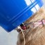 how to make a dog cone collar pet