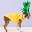 diy dog costumes ideas for homemade