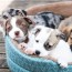 11 simple ways to get free puppies