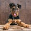 find airedale terrier puppies for sale