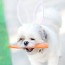 diy easter bunny ears for dogs made