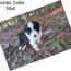 border collie puppies for sale in