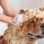 is baby shampoo safe to use on dogs