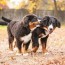 10 best bernese mountain dog breeders