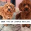 best types of cavapoo haircuts 2022
