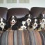 kc bernese mountain dog pups for sale