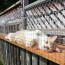 outdoor cat jungle gym cuckoo4design