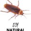 diy natural roach killer