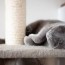 5 diy cat scratching posts you can