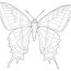 swallowtail butterfly coloring page