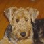 airedale terrier dog breed pictures 2