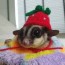 10 best toys for sugar gliders to keep