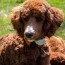5 top poodle haircut styles for 2021