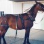 horse harness horse collars horse