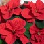 poinsettia christmas mouse from selecta
